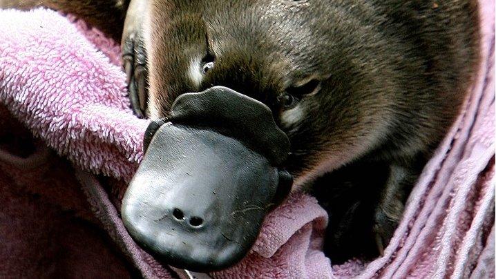 A baby platypus being held in a towel before being transferred back to it's burrow after emerging for the first time on 16 February 2006 at Sydney's Taronga Zoo.