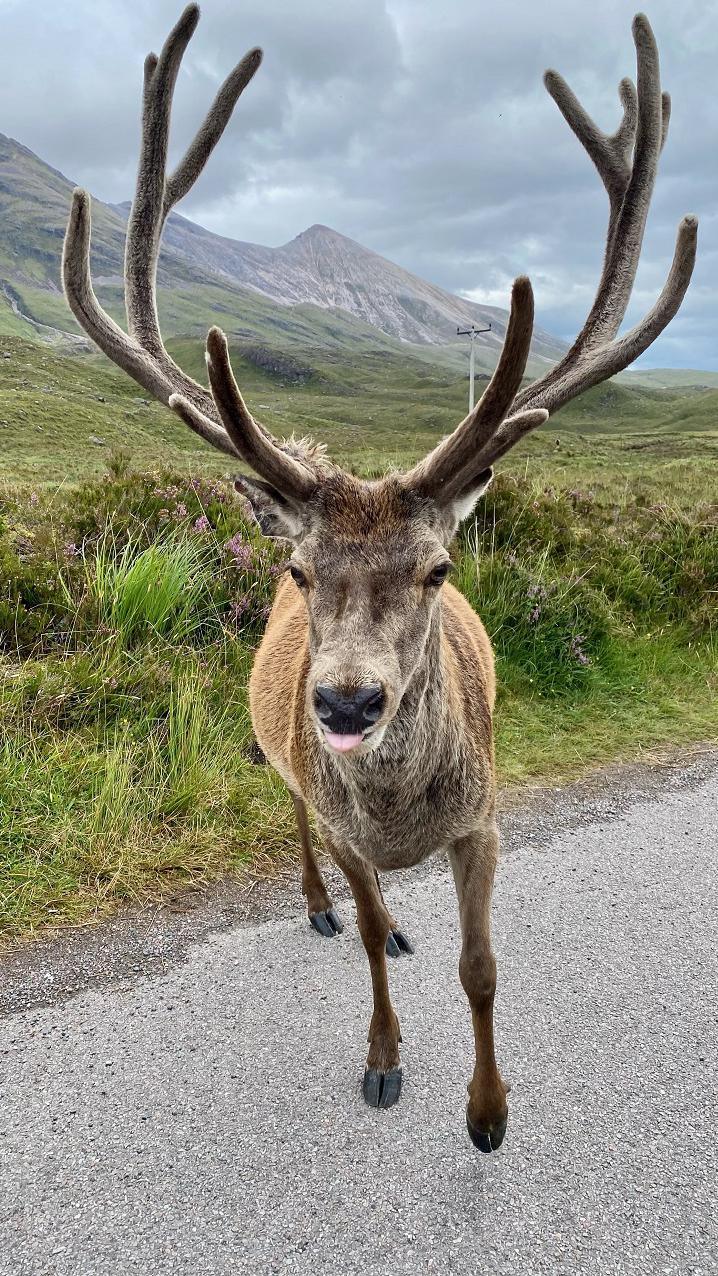 Stag