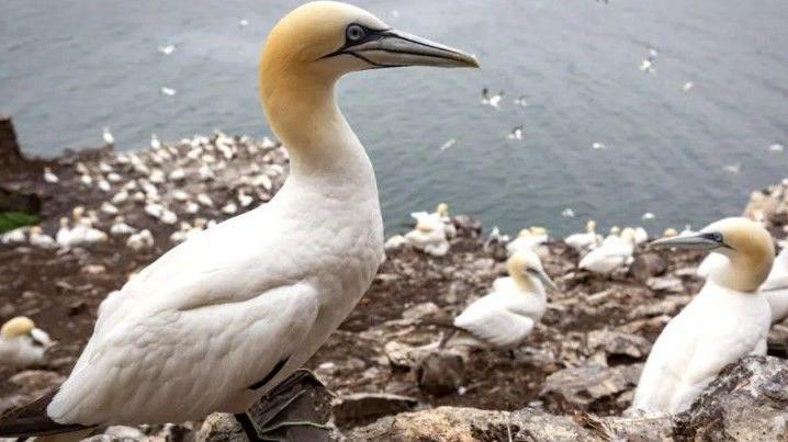Thousands of gannets on Bass Rock