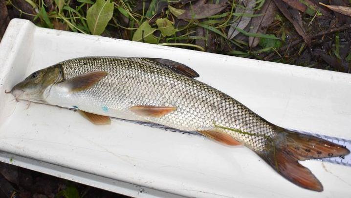 A silver medium length fish on a white work top, above a purple ruler.