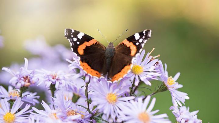 butterfly in flowers