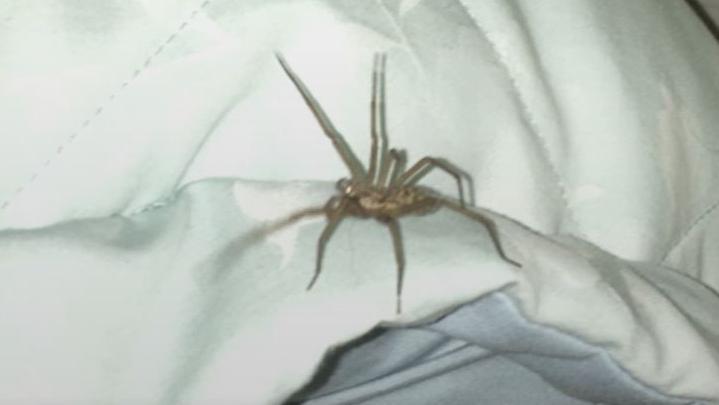 Brown-coloured spider on white and grey quilt cover