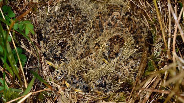 Skylark nest with chicks