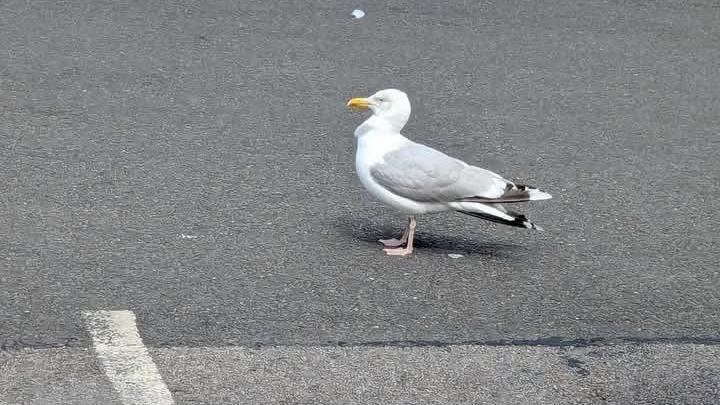 A seagull with a white throat, yellow beak and pale grey wing standing side-on in a car park on pale grey tarmac. The white line of the parking bay is visible to its left, it is also facing to the left of the picture.