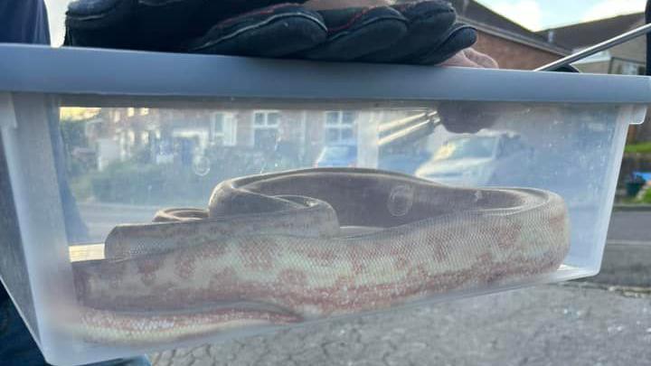 The large snake curled up in a clear plastic tub. It is a pale cream colour with speckled orange scales.