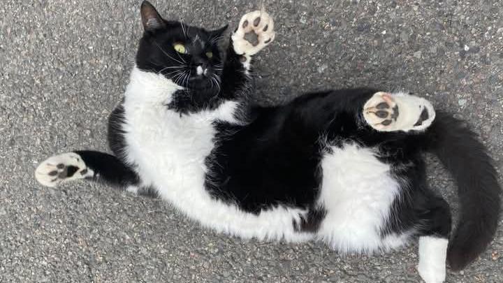 A black and white cat lying on his back on tarmac, tummy showing, pawing the air.