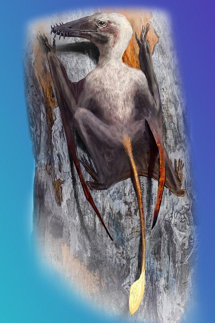 artist's impression of a Scaphognathus, a type of long-tailed pterosaurs, displaying its large, curved claws on their hands and feet, specially adapted for climbing.