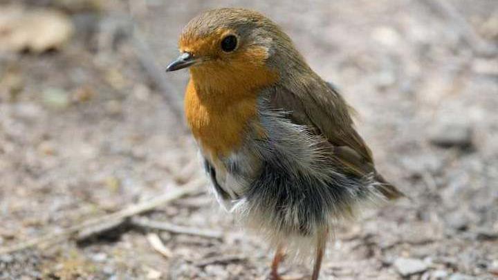 A European robin bird