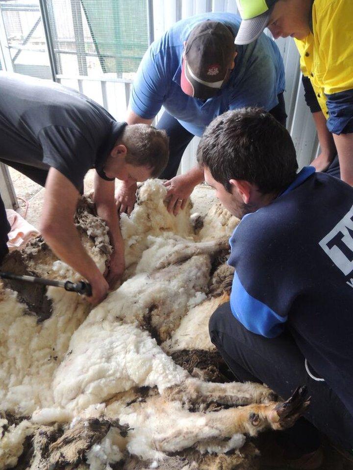 Chris the sheep had is sedated during the very delicate operation.