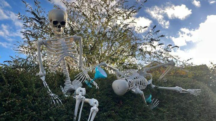 Two plastic skeletons are on a large hedge. One is sitting upright and holding a blue plastic cocktail glass. The other is lying down with a plastic glass next to it.