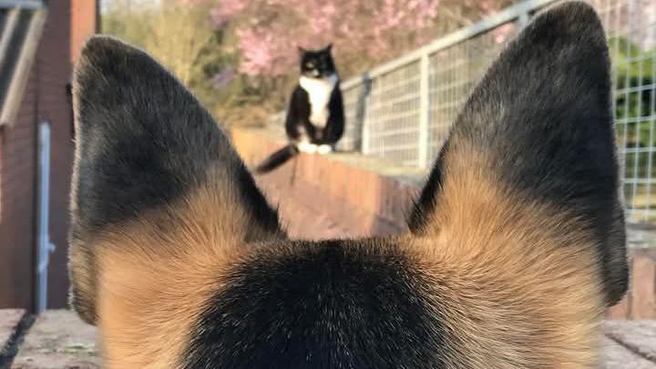 The back of a German Shepherd's head and ears, trained towards a black and white cat sat on a wall directly facing it.