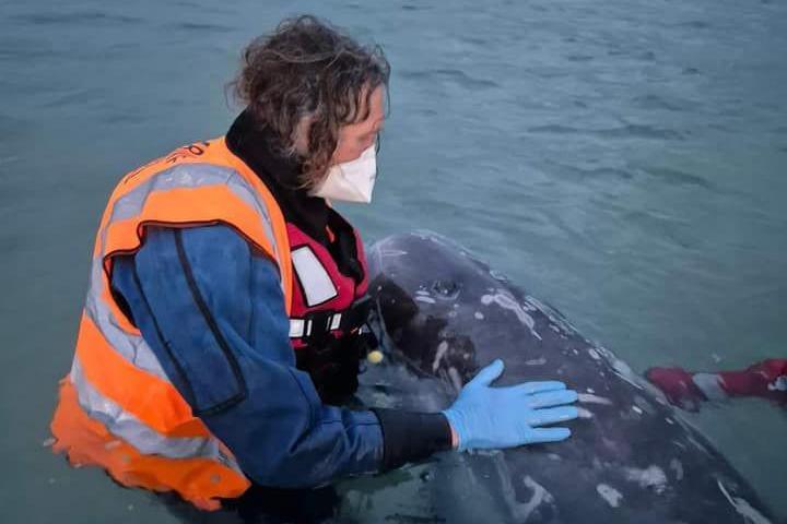 Dolphin rescue