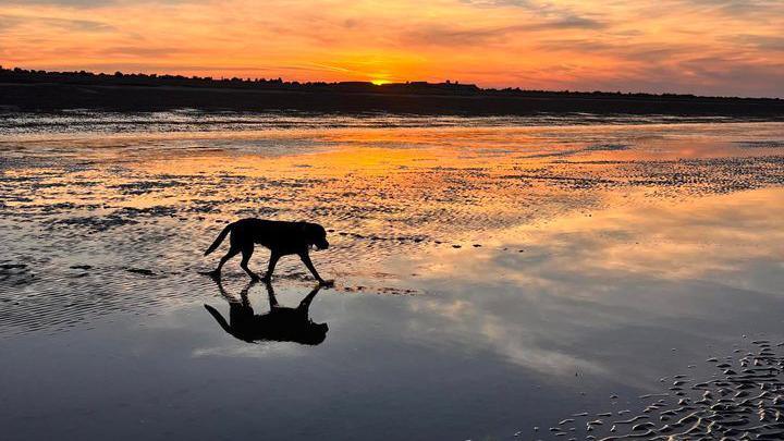 a dog walking a long a beach with the sunsetting in the distance 