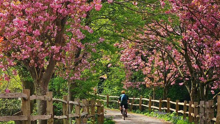 Pink blossom trees in Peacehaven