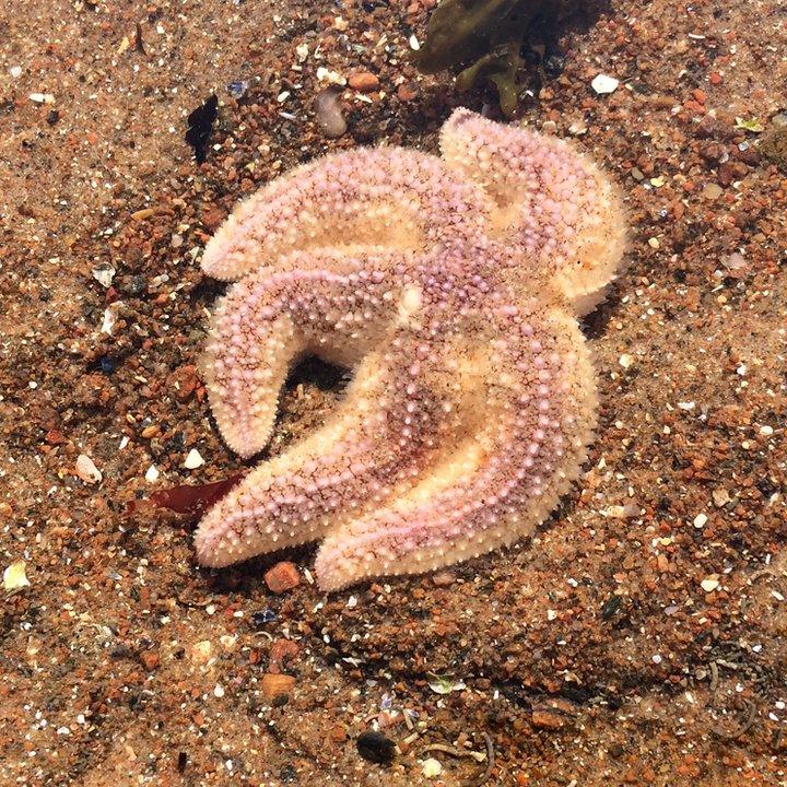 Starfish at Rosemarkie