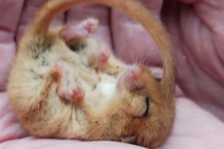 A blurry photo shows a dormouse curled and sleeping, resting on its back on someone's hand.