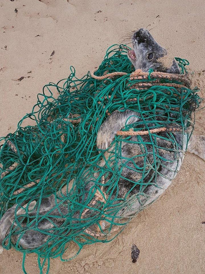 Seal pup in net