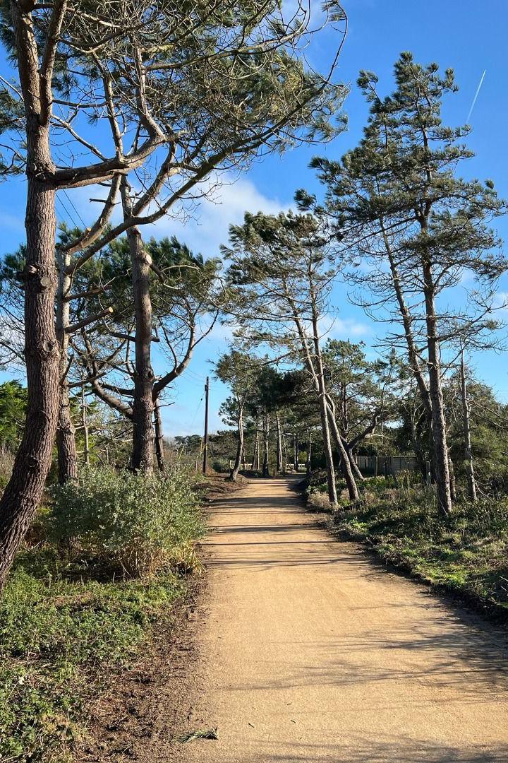 The Railway Walk is a dusty path lined sparsely with large mature pine trees. 