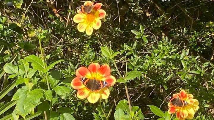 butterflies on dahlia 