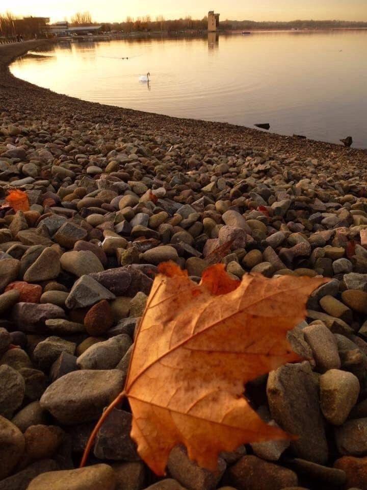 Orange leaf lying on a lochside covered in small pebbles with a swan gliding on calm water in the background