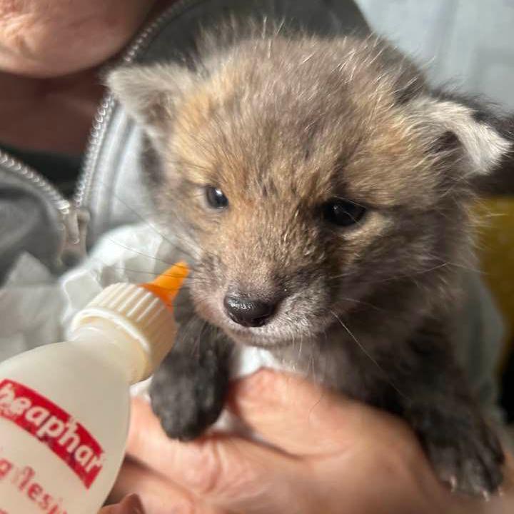 A fox cub being held in the crook of someone's arm, while looking at a bottle of milk near its mouth