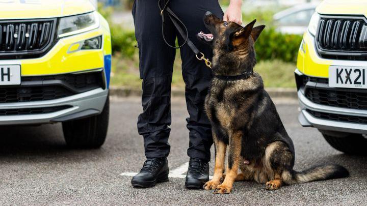 Large black and brown German Shepherd