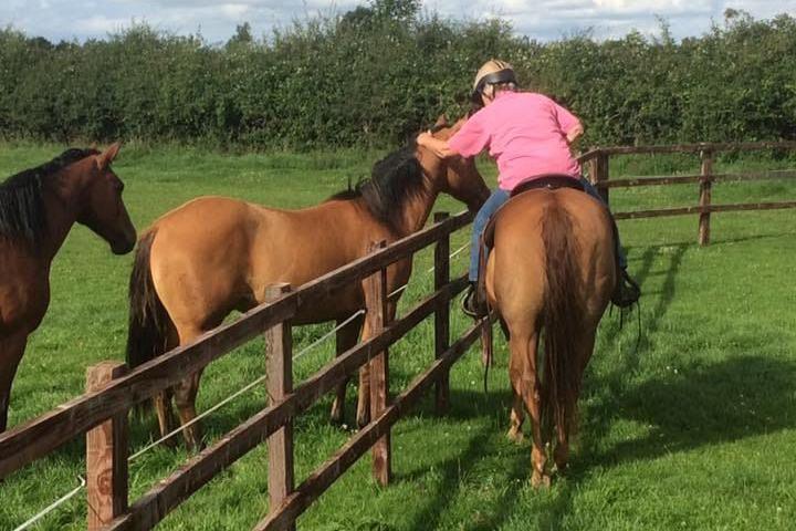 A woman in a pink polo shirt sits atop a brown horse as she pets two other brown horses over a wooden fence in a grassy field.