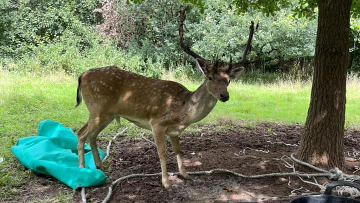 Deer after rescue