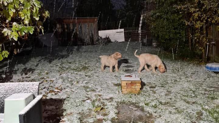 Two dogs playing in the light snow in a back garden. There is snow lightly covering the grass and garden furniture. It is still dark outside and you can see snow falling in front of the camera.