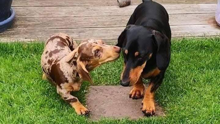 Dy qen Dachshund, me njëri prej qenve që nuhat veshin e qenit tjetër