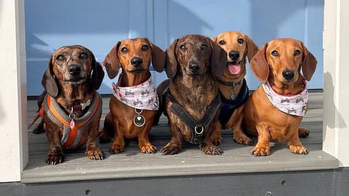 Five dachshunds with various types of collar on are looking out from a beach hut setting 