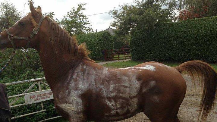 Horse scared by fireworks
