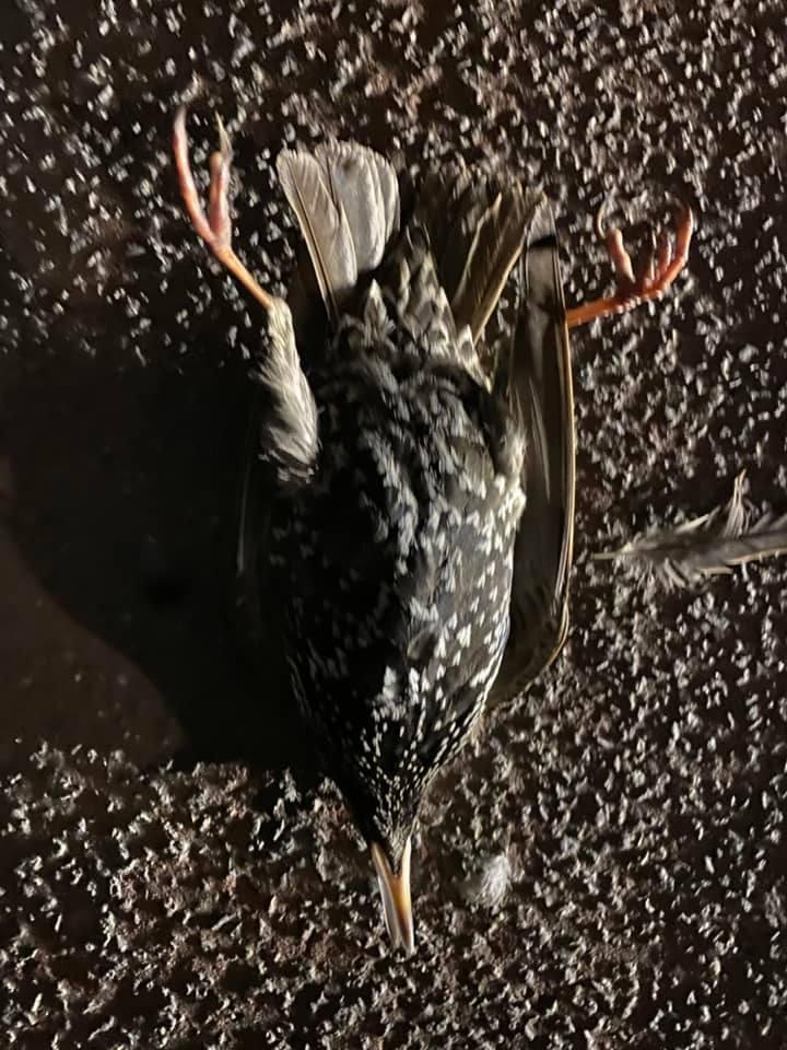 Dead bird