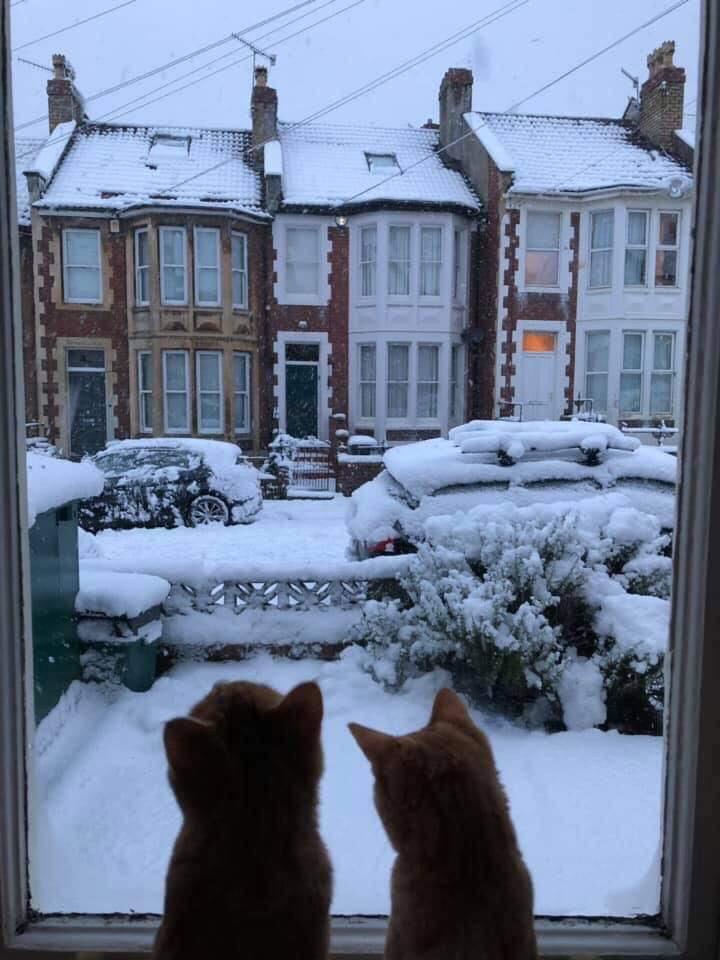 2 cats watch snow out of window