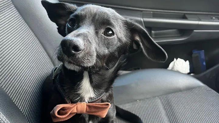 The dog Harry sitting in a car - he has black wiry fur and is wearing a bow tie