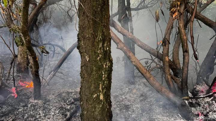 Two areas of fire burn in an area of forest floor filled with ash punctuated by charred tree trunks.
