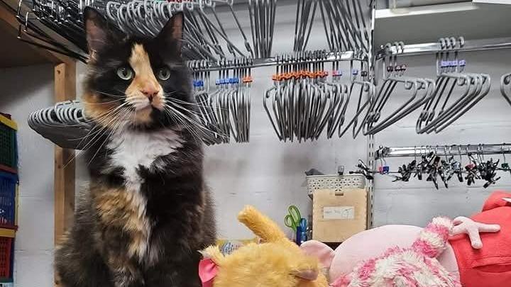 Bean the cat is sitting in the backroom of the Sue Ryder charity shop in Taunton. She is a tortoise shell cat with black and ginger markings. Behind her is a rail with clothes hangers.