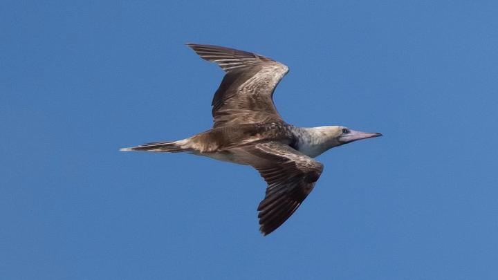 The seabird is native to the Galápagos Islands