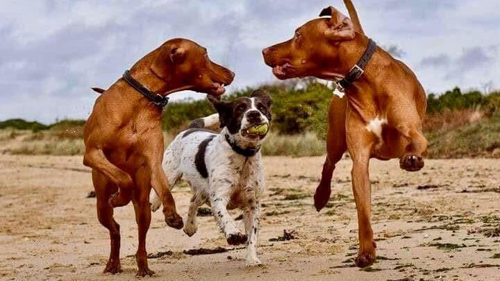 Three dogs running towards the camera on a sandy beach. The middle one is white and brown and has a tennis ball in its mouth. The other two are brown. There are dunes covered in vegetation in the background under a cloudy sky. 