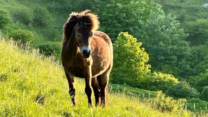 A wild brown horse on a hill 