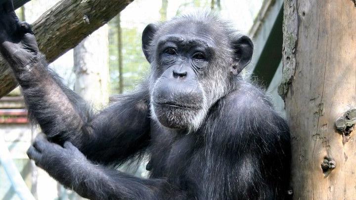 Choppers the chimpanzee standing on a tree branch in a zoo enclosure