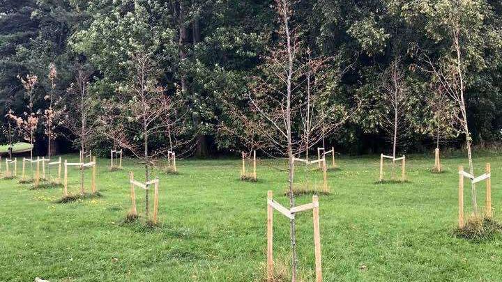 Rows of dying trees can be seen with pale wood supports at their bases. The trees are going brown with dead leaves on a field with wood in the background.