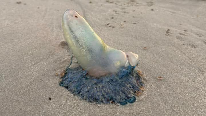 Portuguese man o' war on Greve d'Azette