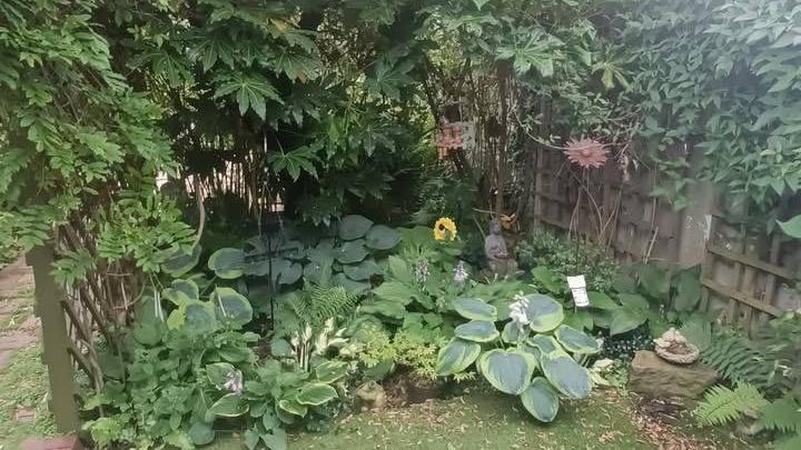 A corner of an English garden with a diverse selection of green plants, bushes and shrubs around lawn. Plants grow against a wooden trellis.