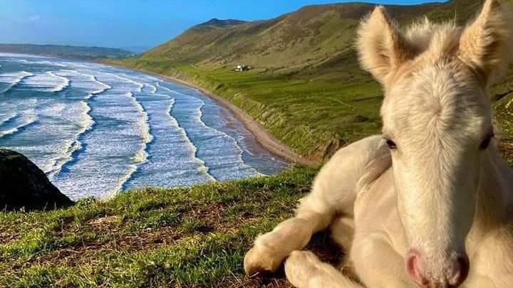 A white horse sat on a cliff edge with the waves coming in on its left. There is a grassy hill on the right of the image.