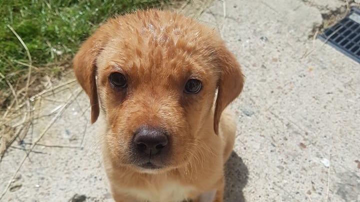 A labrador puppy looks up at the camera and is standing on a concrete surface. He is golden in colour with a white patch on his chest.