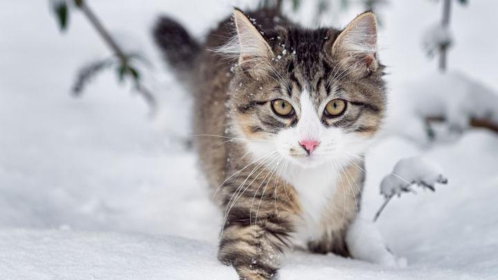 A cat in the winter snow.