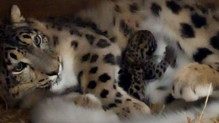 Snow leopard mum and cub