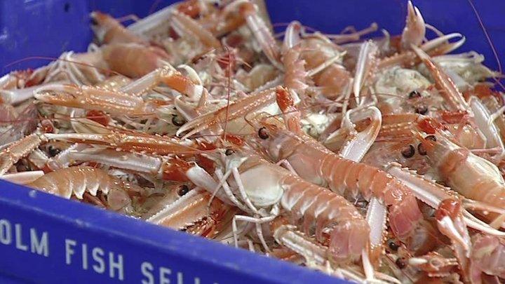 Prawns in fishing crate