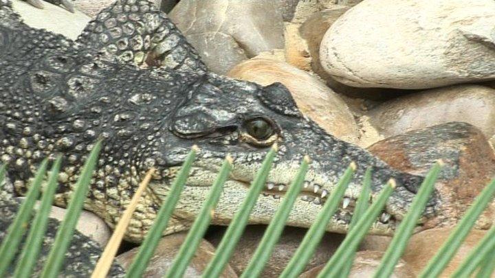 A Morelet's crocodile